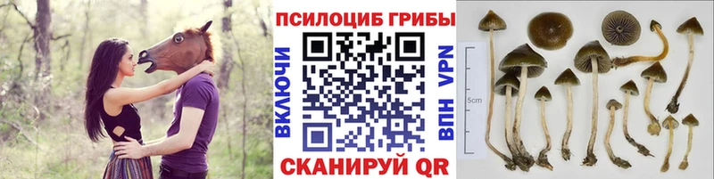 Купить где Губаха Псилоцибиновые грибы прущие грибы